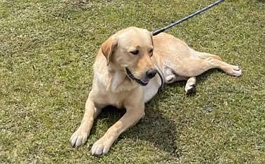 MALE LABRADOR RETRIEVER GOLDEN 3 YEARS OLD