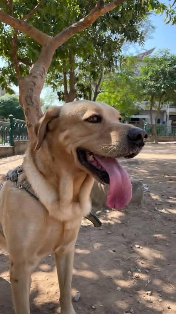 MALE LABRADOR RETRIEVER GOLDEN 3 YEARS OLD — photo 2