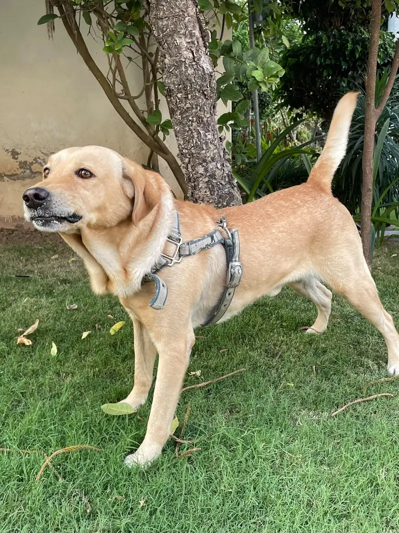 MALE LABRADOR RETRIEVER GOLDEN 3 YEARS OLD — photo 3
