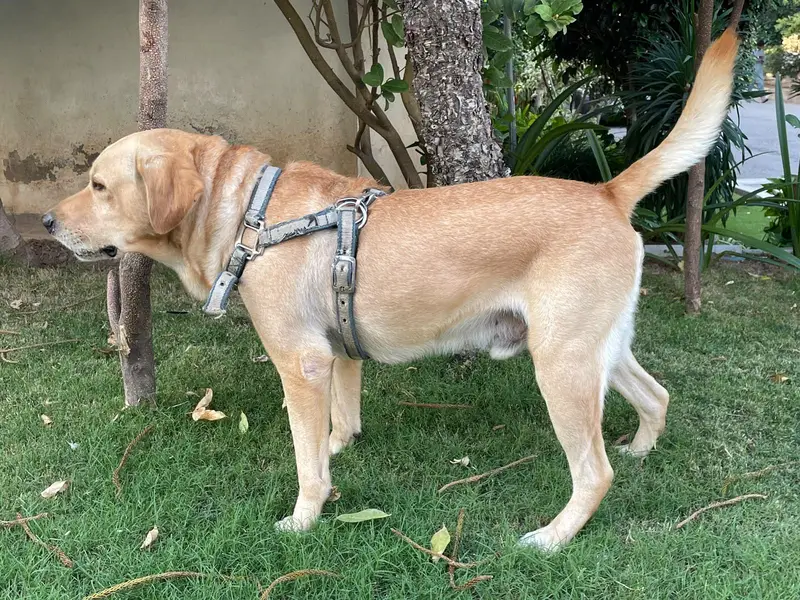 MALE LABRADOR RETRIEVER GOLDEN 3 YEARS OLD — photo 4