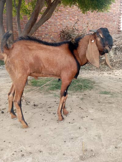Laal Bakra