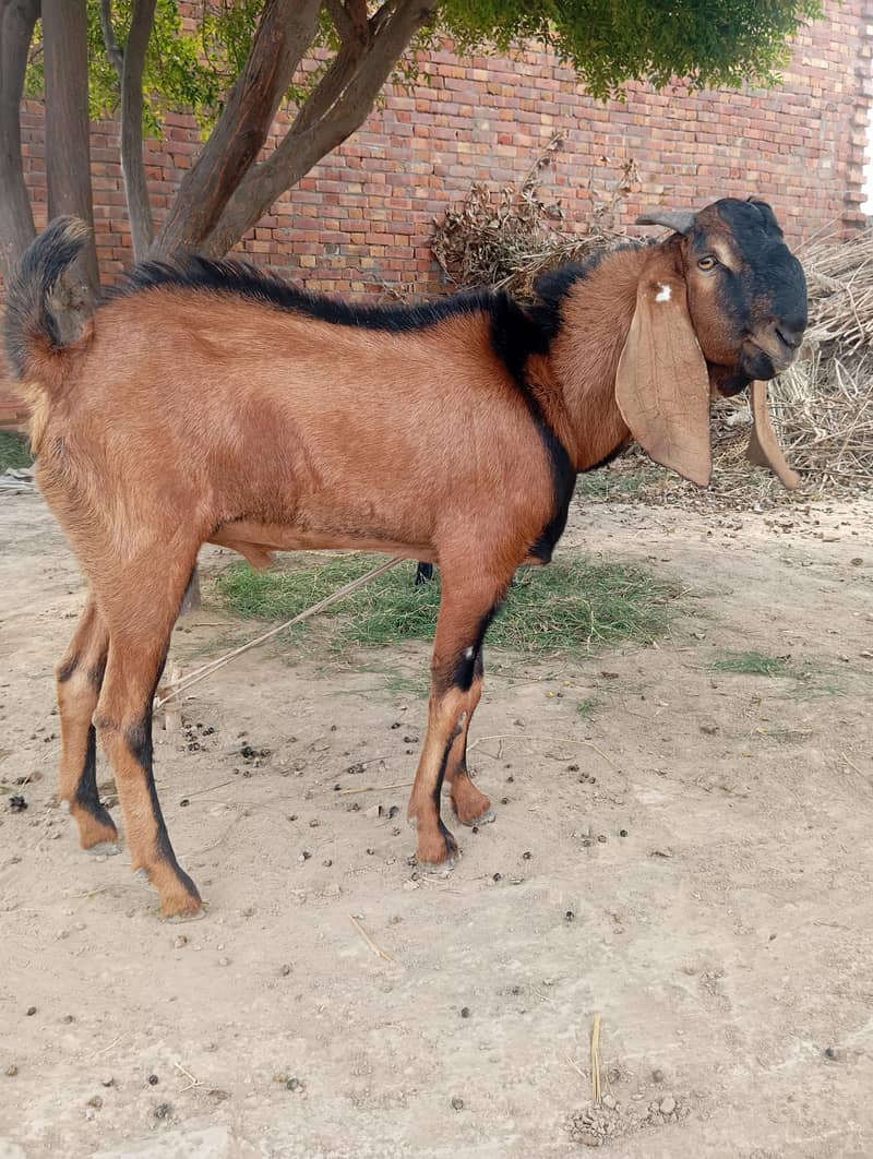 Laal Bakra 0