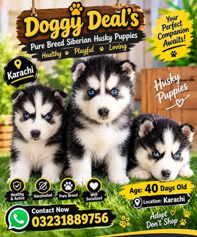 Husky Puppies