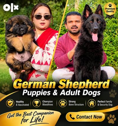 Premium German Shepherd Puppies for Sale | TrueBreeders