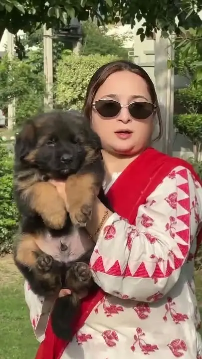 Premium German Shepherd Puppies for Sale | TrueBreeders — photo 2