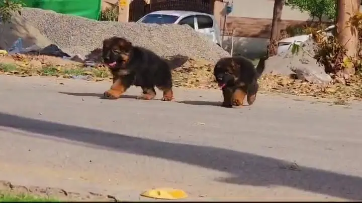 Premium German Shepherd Puppies for Sale | TrueBreeders — photo 4