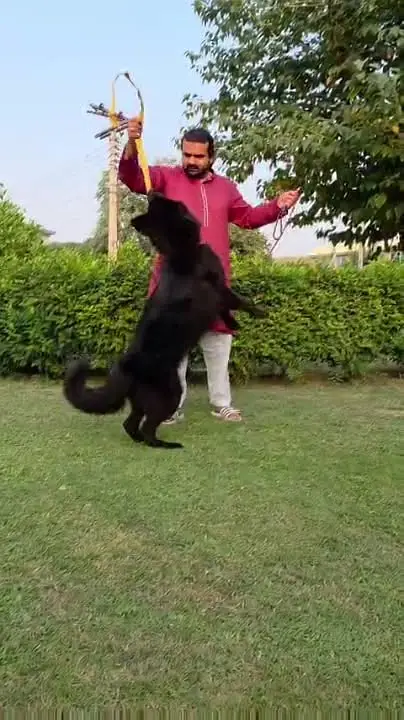 Premium German Shepherd Puppies for Sale | TrueBreeders — photo 6