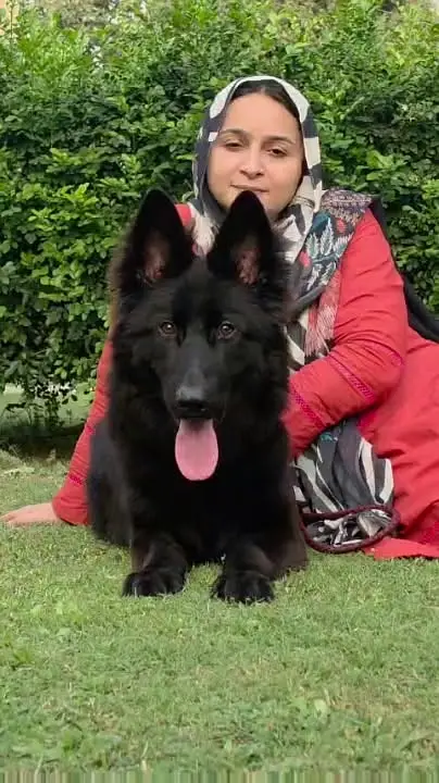 Premium German Shepherd Puppies for Sale | TrueBreeders — photo 7