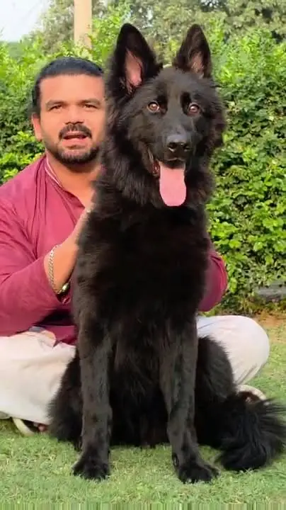 Premium German Shepherd Puppies for Sale | TrueBreeders — photo 8