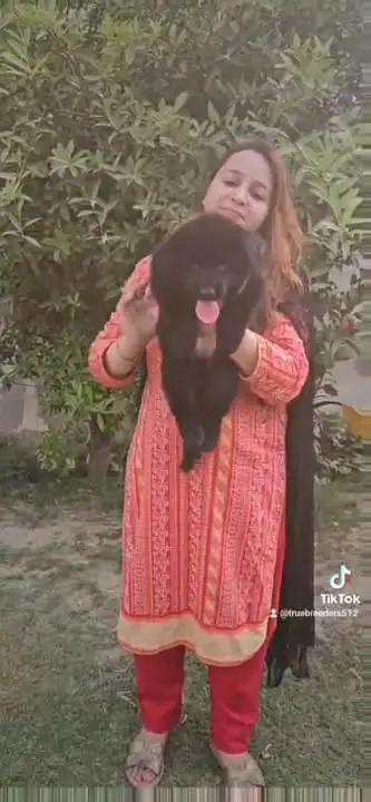 Premium German Shepherd Puppies for Sale | TrueBreeders — photo 9