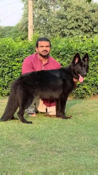 Premium German Shepherd Puppies for Sale | TrueBreeders — photo 11