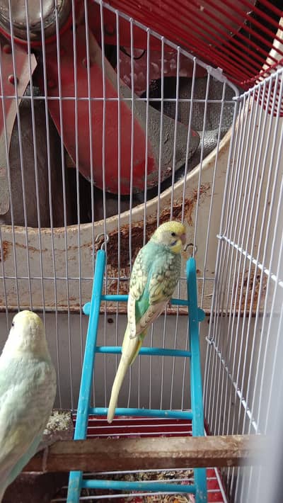 Hogoromo breeder pair available