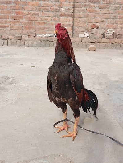 Aseel murgha Red mushka++Chena++White boska++Mushki madi