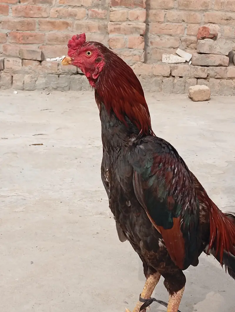 Aseel murgha Red mushka++Chena++White boska++Mushki madi — photo 2