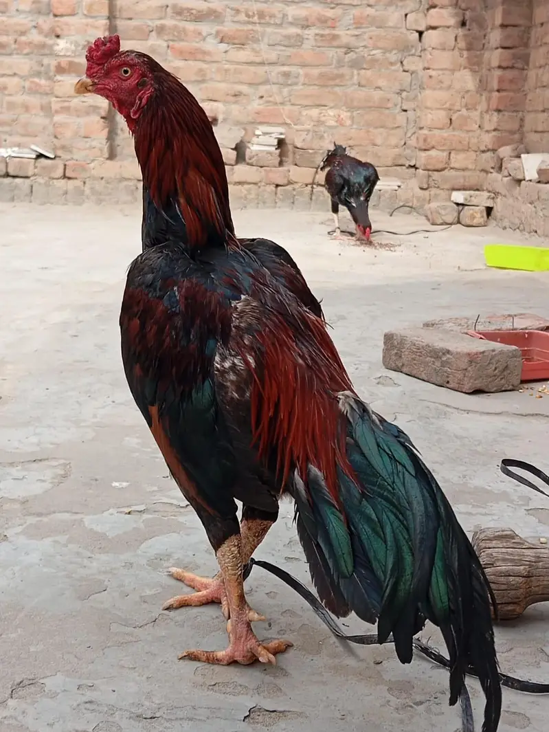 Aseel murgha Red mushka++Chena++White boska++Mushki madi — photo 4