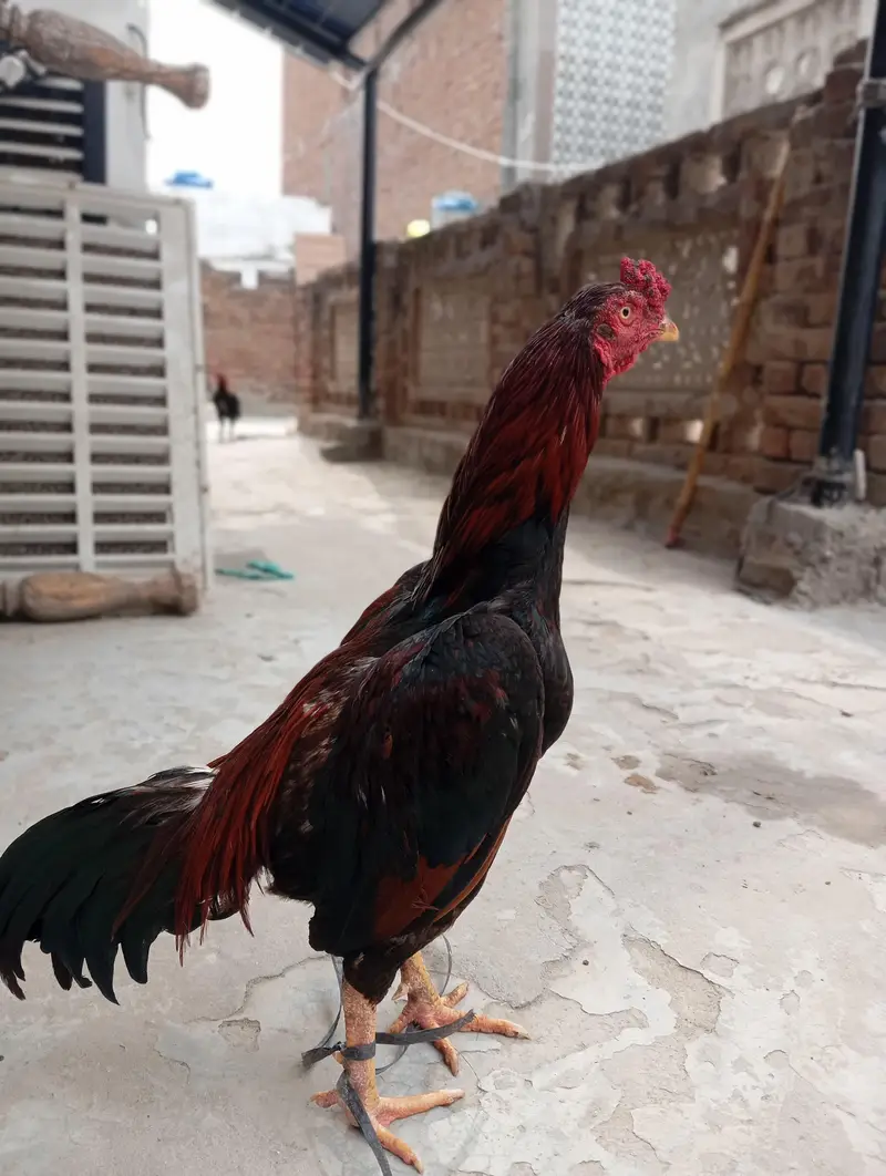Aseel murgha Red mushka++Chena++White boska++Mushki madi — photo 6