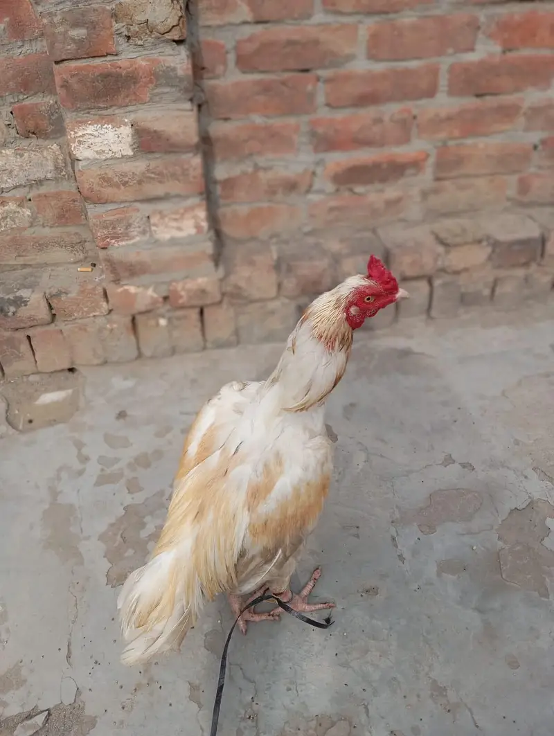 Aseel murgha Red mushka++Chena++White boska++Mushki madi — photo 7