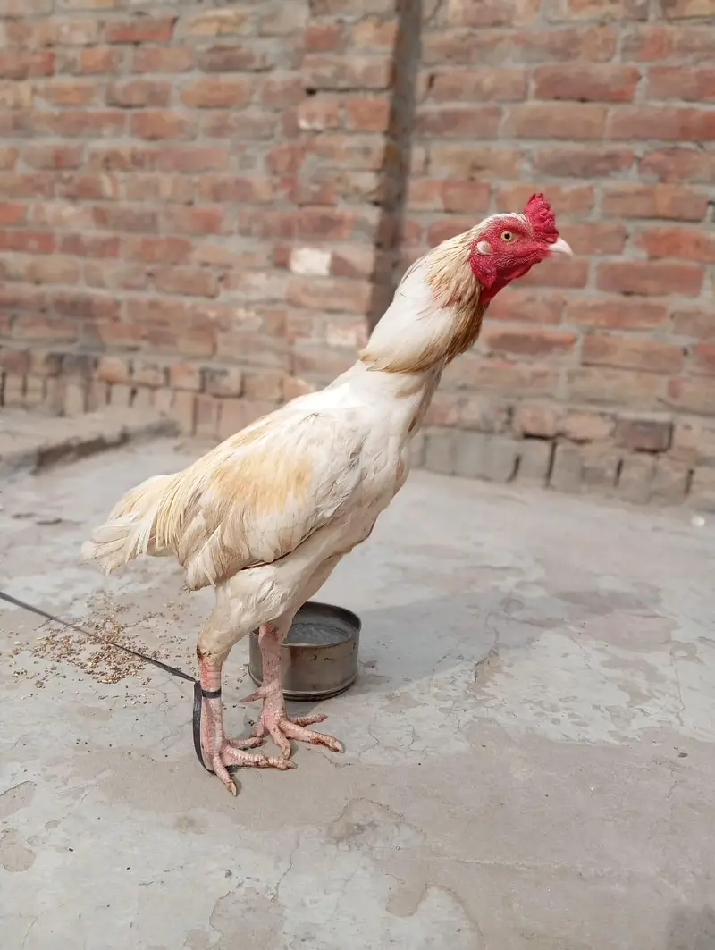 Aseel murgha Red mushka++Chena++White boska++Mushki madi — photo 8