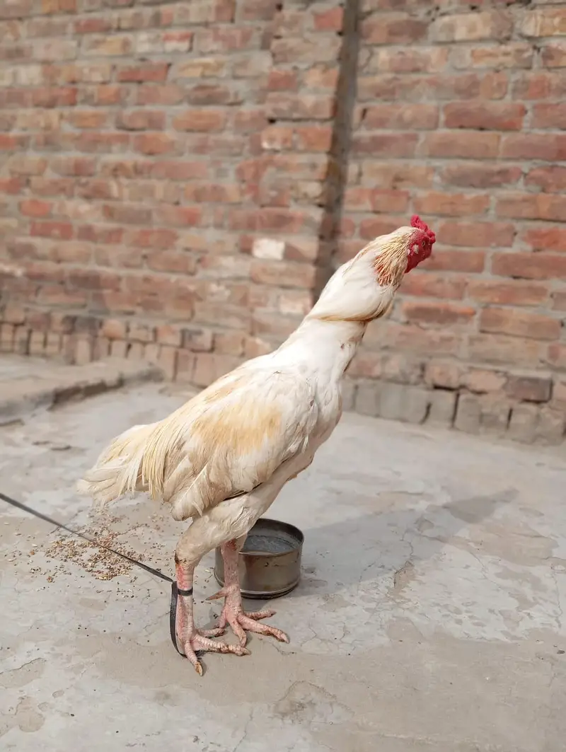 Aseel murgha Red mushka++Chena++White boska++Mushki madi — photo 9