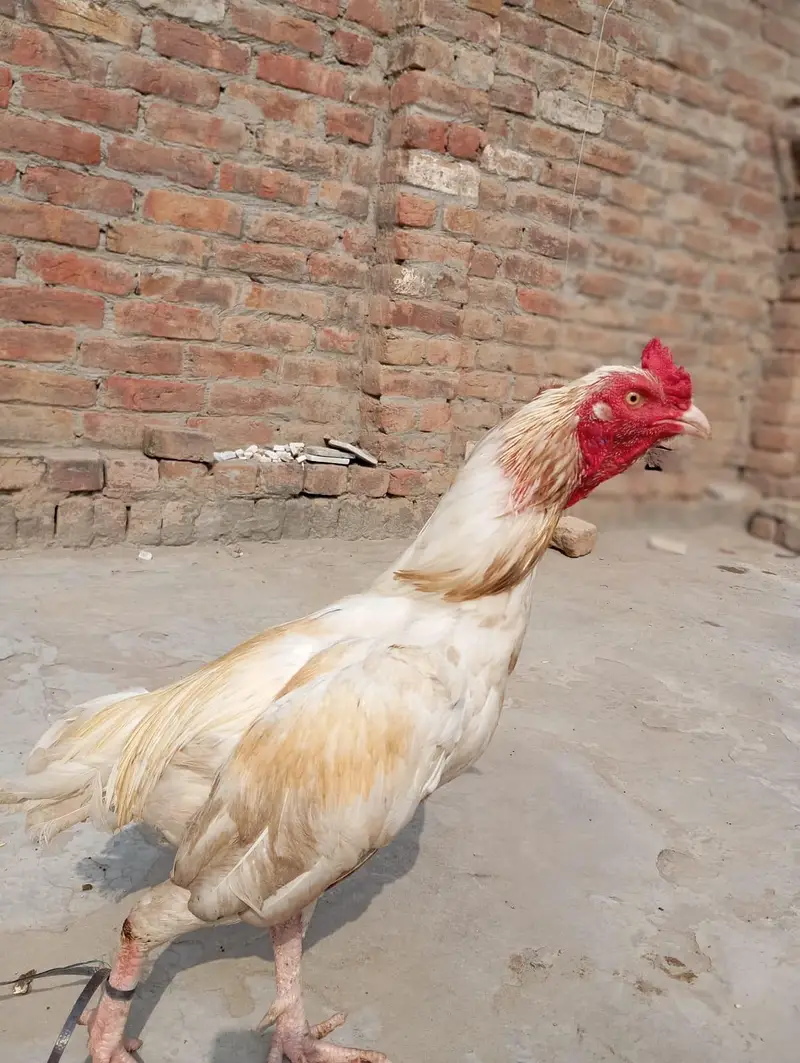 Aseel murgha Red mushka++Chena++White boska++Mushki madi — photo 10