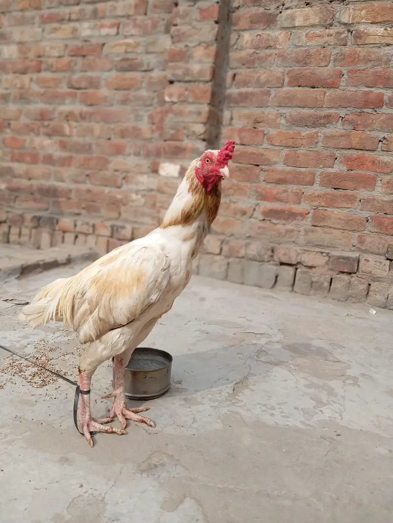 Aseel murgha Red mushka++Chena++White boska++Mushki madi — photo 11