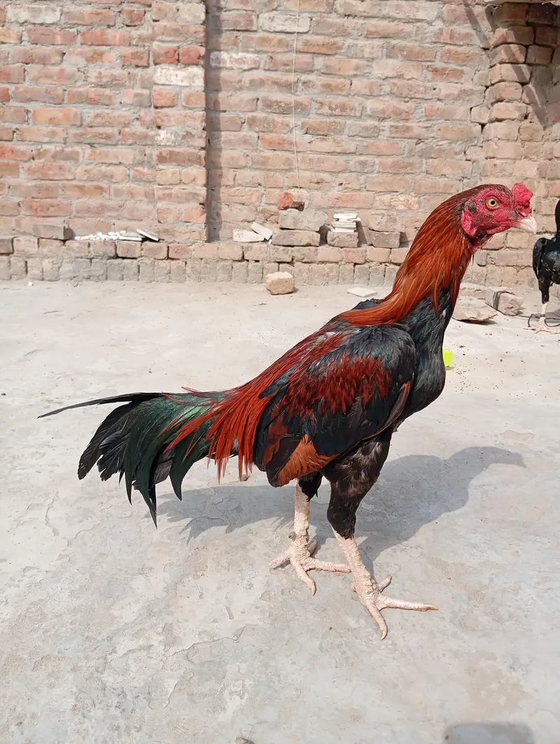 Aseel murgha Red mushka++Chena++White boska++Mushki madi — photo 12