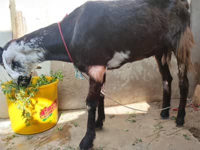 bakri for sale heat par hain Abhi