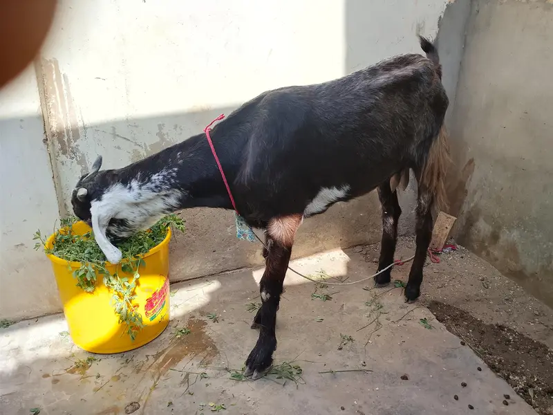 bakri for sale heat par hain Abhi — photo 2