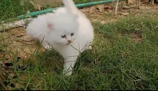 cute persian kitten for sale. vaccinated. White female.