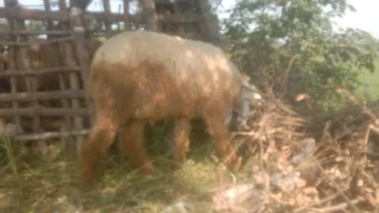 sheep for sale
