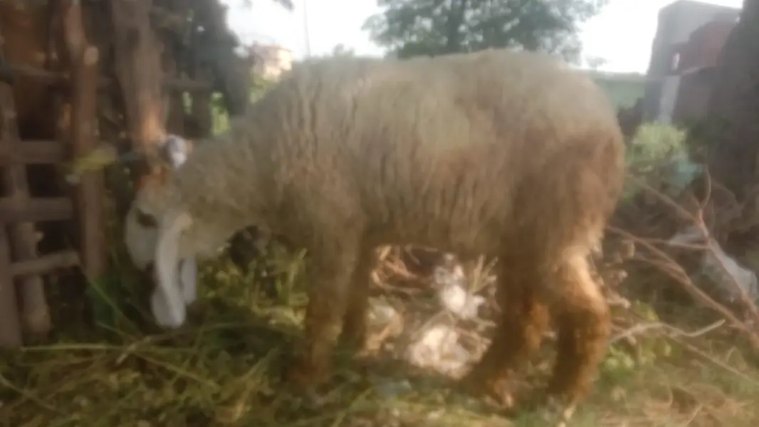 sheep for sale — photo 2