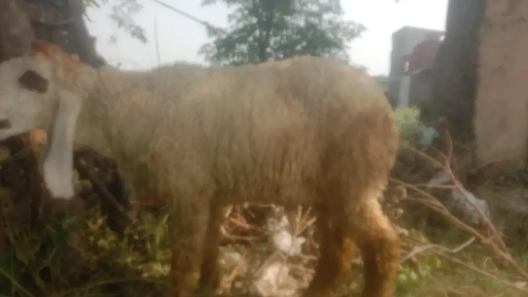 sheep for sale — photo 3
