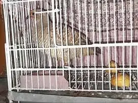 Brown tetar teetar — photo 2