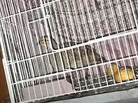 Brown tetar teetar — photo 3