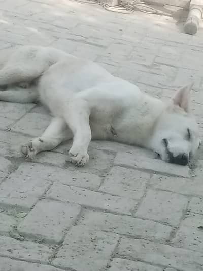 German shepherd 1year good