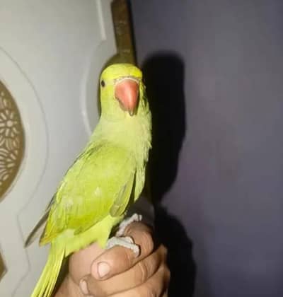 hand tamed Ringneck and goldian finches