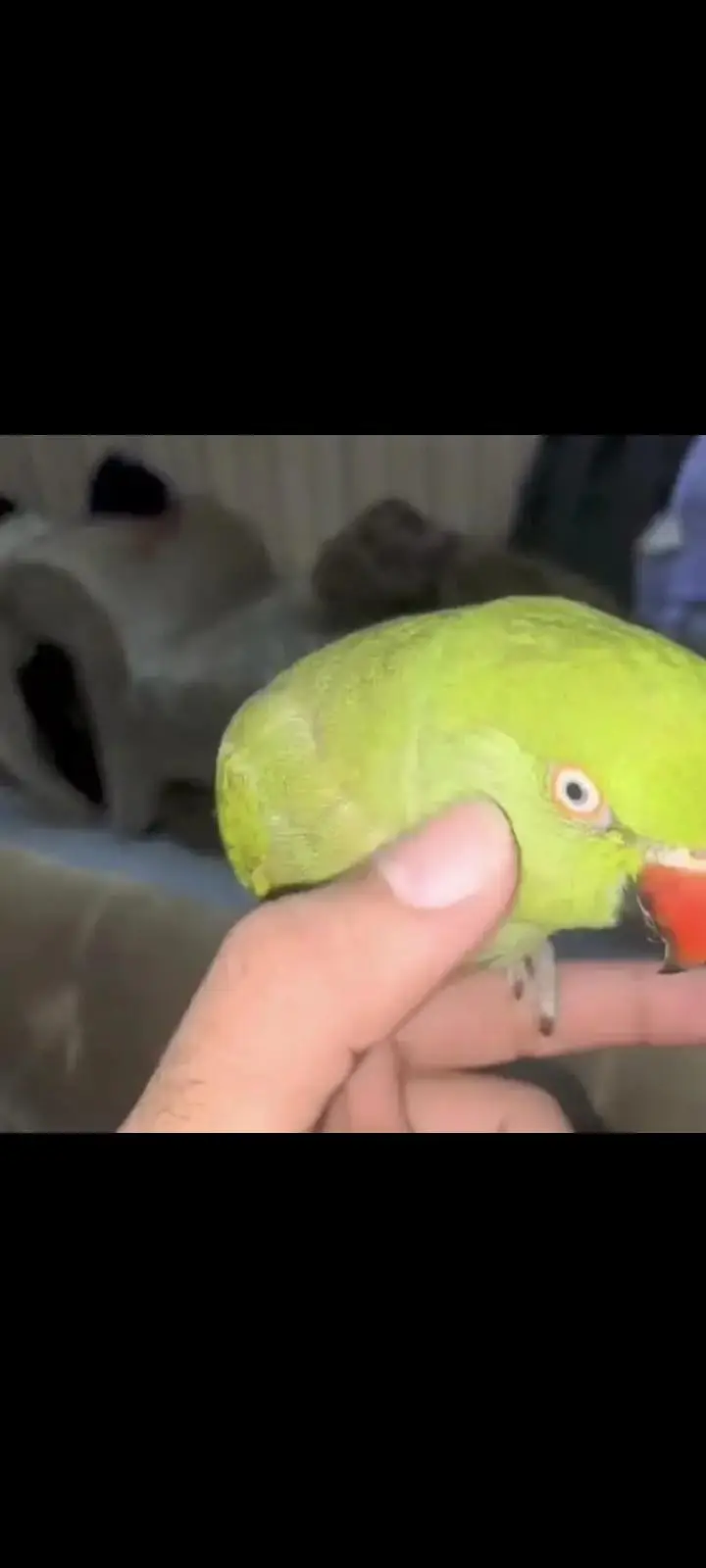 hand tamed Ringneck and goldian finches — photo 2