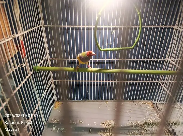 hand tamed Ringneck and goldian finches — photo 3