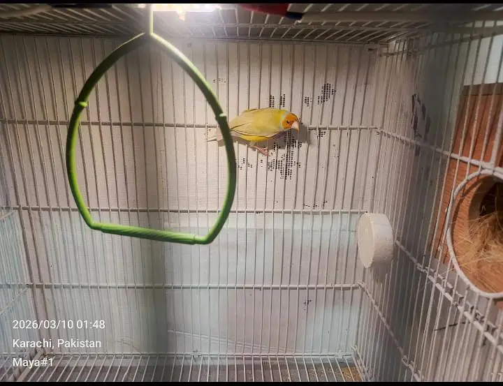hand tamed Ringneck and goldian finches — photo 4