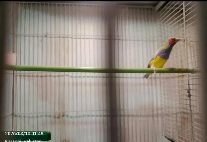 hand tamed Ringneck and goldian finches — photo 5