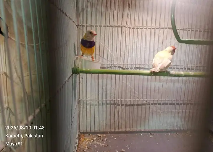 hand tamed Ringneck and goldian finches — photo 6