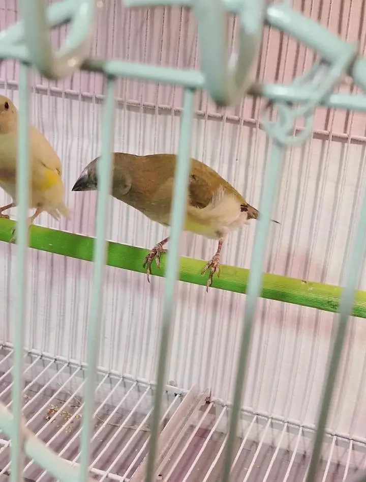hand tamed Ringneck and goldian finches — photo 7