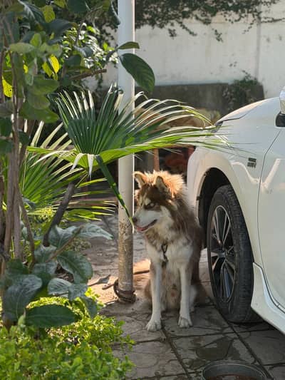 • Purebred Brown & White Siberian Husky – Stunning Light Blue Eyes •
