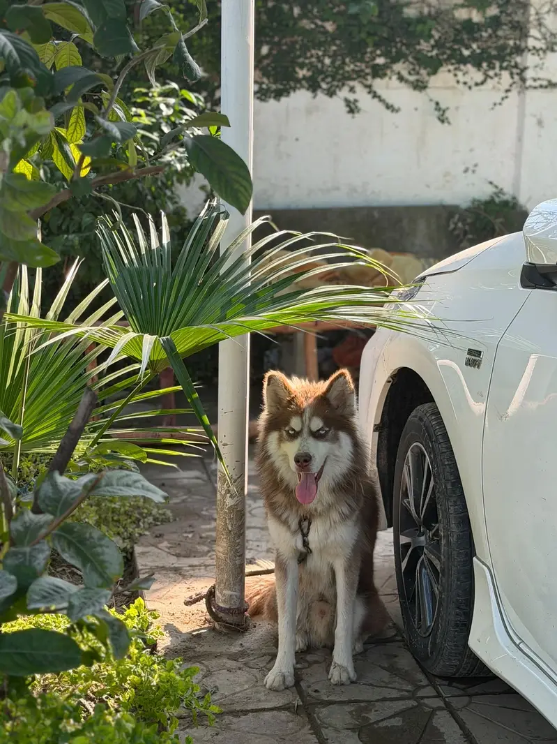 • Purebred Brown & White Siberian Husky – Stunning Light Blue Eyes • — photo 2
