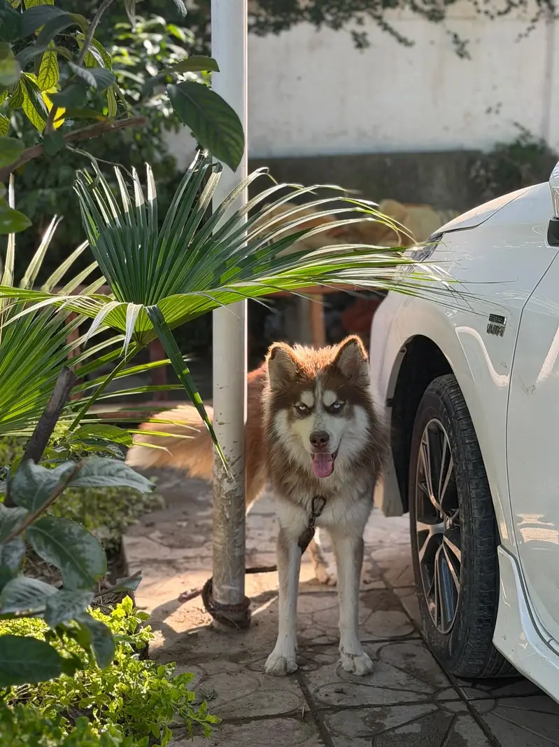 • Purebred Brown & White Siberian Husky – Stunning Light Blue Eyes • — photo 3