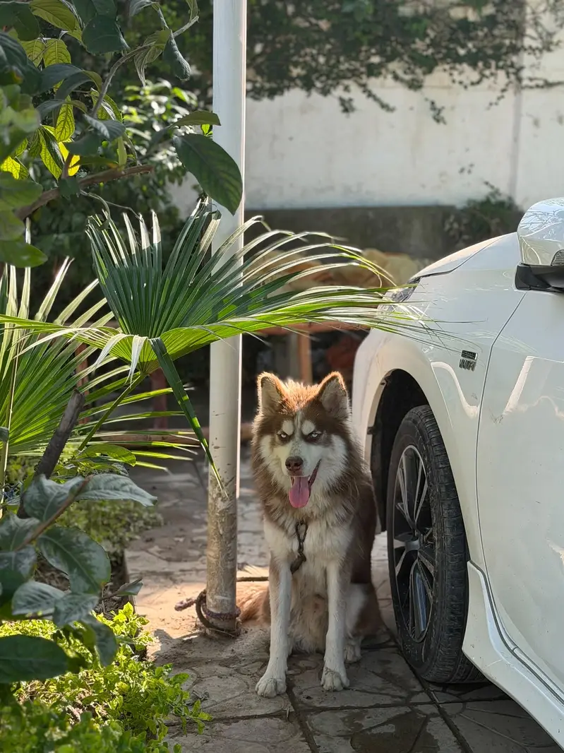 • Purebred Brown & White Siberian Husky – Stunning Light Blue Eyes • — photo 4