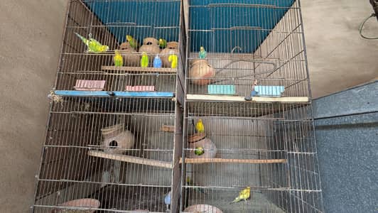Australian parrots pairs with or without cage