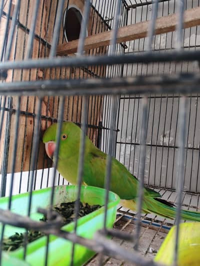 no hand theme bolane wali parrots