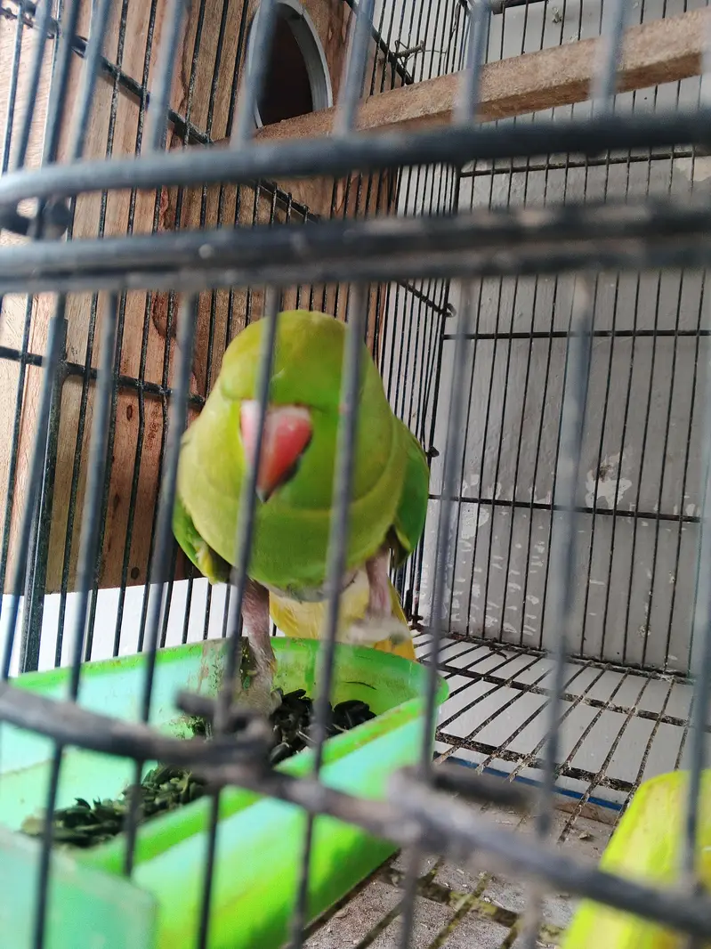 no hand theme bolane wali parrots — photo 2