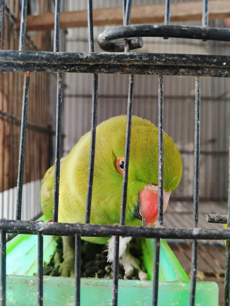 no hand theme bolane wali parrots — photo 3
